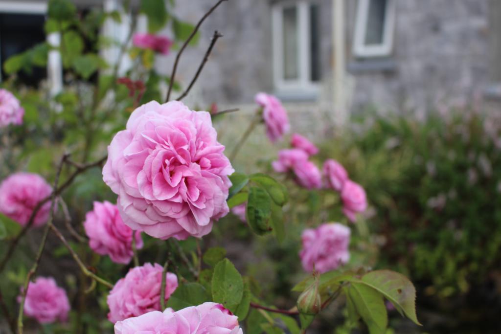 Forest Park House B&B Boyle Luaran gambar